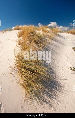 Siniscola, Sardinien, Italien, 10/2012. Sanddünen am Strand von Capo Comino in einem hellen und sonnigen Tag Stockfoto