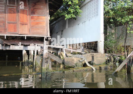 Eine Wasser-Eidechse durch ein Shanty-Haus am Wat Pho, Bangkok, Thailand Stockfoto