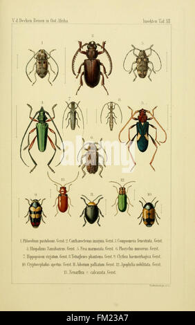 Sterben Sie Gliedertheir-Fauna des Sansibar-Gebietes (Plate XII)
