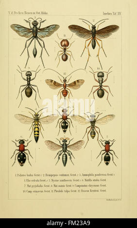 Sterben Sie Gliedertheir-Fauna des Sansibar-Gebietes (Platte XIV)