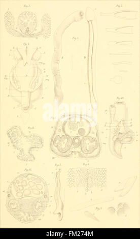 Dr. H. G. Bronn Klassen Und Ordnungen des Thier-Reichs - Wissenschaftlich Dargestellt in Wort Und Bild (1892) Stockfoto