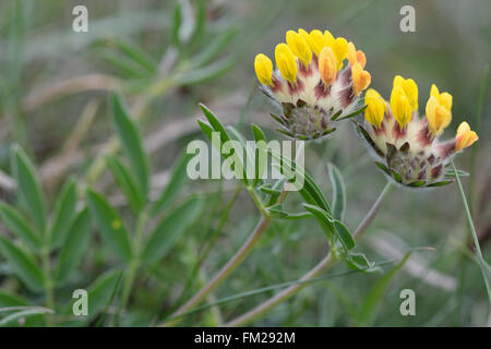 Niere Wicke (Anthyllis Vulneraria). Blütenstände einer niedrig wachsenden gelb blühenden Pflanze in der Erbse Familie (Fabaceae) Stockfoto