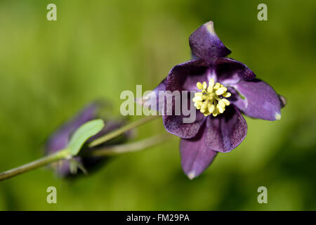 Akelei (Aquilegia Vulgaris). Lila Sommerblume wächst wild in britischen Wiese, in der Familie Butterblume (Butterblume) Stockfoto