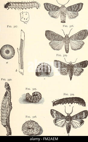 Ökonomische Entomologie für den Landwirt... (1896) Stockfoto