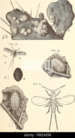 Ökonomische Entomologie für den Landwirt... (1896) Stockfoto