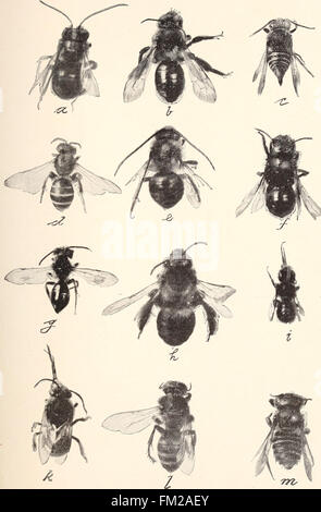 Ökonomische Entomologie für den Landwirt... (1896) Stockfoto