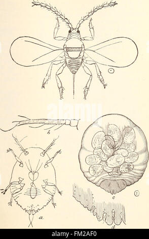 Ökonomische Entomologie für den Landwirt... (1896) Stockfoto