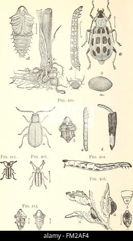 Ökonomische Entomologie für den Landwirt... (1896) Stockfoto