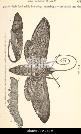 Ökonomische Entomologie für den Landwirt... (1896) Stockfoto