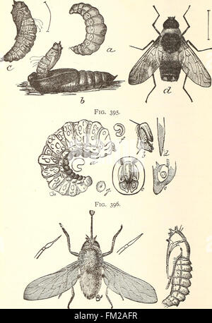 Ökonomische Entomologie für den Landwirt... (1896) Stockfoto