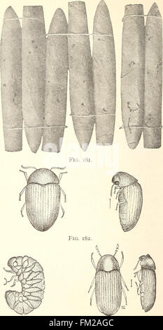 Ökonomische Entomologie für den Landwirt... (1896) Stockfoto