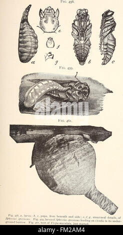 Ökonomische Entomologie für den Landwirt... (1896) Stockfoto