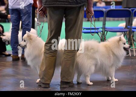 Birmingham, Großbritannien. 10. März 2016. Zwei japanische Spitz Hunde sind bei der Crufts Dog Show in Birmingham, Großbritannien, 10. März 2016 sehen. Die jährliche viertägige Veranstaltung, eröffnet am Donnerstag, ist eines der größten in der Welt. Bildnachweis: Ray Tang/Xinhua/Alamy Live-Nachrichten Stockfoto