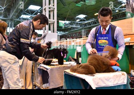 Birmingham, Großbritannien. 10. März 2016. Japanische Hundebesitzer pflegen ihre Toy Pudel auf der Crufts Dog Show in Birmingham, Großbritannien, 10. März 2016. Die jährliche viertägige Veranstaltung, eröffnet am Donnerstag, ist eines der größten in der Welt. Bildnachweis: Ray Tang/Xinhua/Alamy Live-Nachrichten Stockfoto