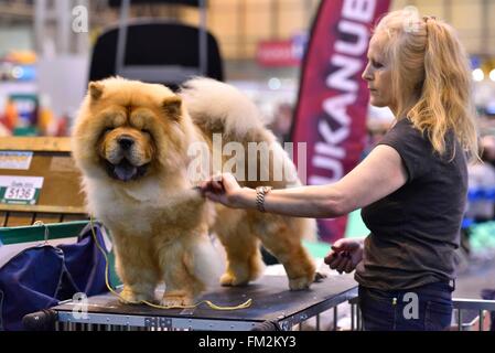 Birmingham, Großbritannien. 10. März 2016. Ein Hundebesitzer Bräutigam ihr Chow-Chow Hund bei der Crufts Dog Show in Birmingham, Großbritannien, 10. März 2016. Die jährliche viertägige Veranstaltung, eröffnet am Donnerstag, ist eines der größten in der Welt. Bildnachweis: Ray Tang/Xinhua/Alamy Live-Nachrichten Stockfoto