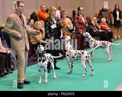 Birmingham, Großbritannien. 10. März 2016. Dalmatiner Hunde sind auf dem Jury Show Floor auf der Crufts Dog Show in Birmingham, Großbritannien, 10. März 2016. Die jährliche viertägige Veranstaltung, eröffnet am Donnerstag, ist eines der größten in der Welt. Bildnachweis: Ray Tang/Xinhua/Alamy Live-Nachrichten Stockfoto