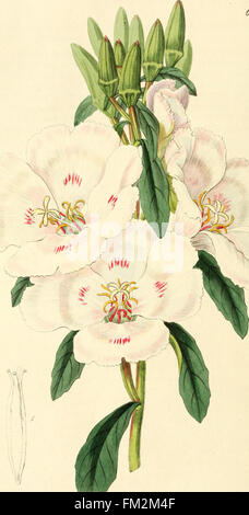 Edwards botanische Register oder ornamentalen Blumengarten und Gebüsch... (1829 - 1847) Stockfoto