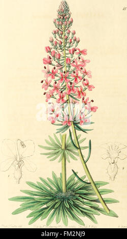 Edwards botanische Register oder ornamentalen Blumengarten und Gebüsch... (1829 - 1847) Stockfoto