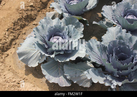 Brassica Oleracea Var Capitata, Rotkohl, Sorte von Kohl mit großen Kompaktkopf rote Blätter Stockfoto