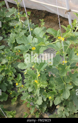 Cucumis Melo, Sarda Melone, goldene gelbe Melone an Rebstöcken mit Ranken, kleine gelbe Blumen, als Tisch Obst Stockfoto