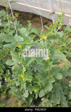 Cucumis Melo, Sarda Melone, goldene gelbe Melone an Rebstöcken mit Ranken, kleine gelbe Blumen, als Tisch Obst Stockfoto