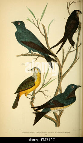 Amerikanischen Ornithologie; oder die Naturgeschichte der Vögel von den Vereinigten Staaten (pl. 39) Stockfoto