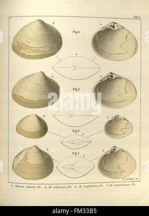 Anales del Museo Nacional de Chile (Tab. 2) Stockfoto