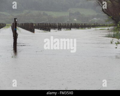 Sonoma County, Kalifornien, USA. 10. März 2016. Überschwemmungen, Hasset Lane & Lytton Station Road, Healdsburg, Kalifornien Credit: Liz Stringfellow/Alamy Live-Nachrichten Stockfoto