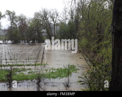 Sonoma County, Kalifornien, USA. 10. März 2016. Mark West Creek Überschwemmungen einen Weinberg Westside Road, Healdsburg, Ca Credit: Liz Stringfellow/Alamy Live News Stockfoto