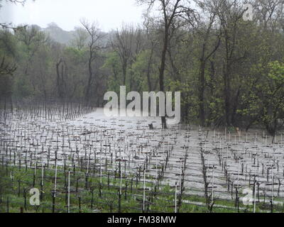 Sonoma County, Kalifornien, USA. 10. März 2016. Mark West Creek Überschwemmungen einen Weinberg Westside Road, Healdsburg, Ca Credit: Liz Stringfellow/Alamy Live News Stockfoto