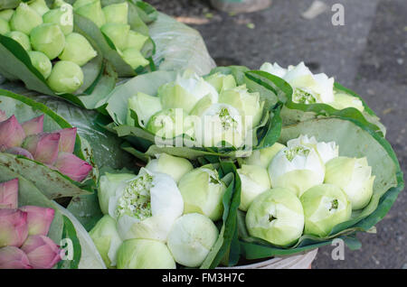 frische Lotus Knospe Blumenstrauß in Blumenmarkt (Pak Klong Talad, Thailand) Stockfoto