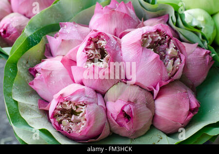 frische Lotus Knospe Blumenstrauß in Blumenmarkt (Pak Klong Talad, Thailand) Stockfoto