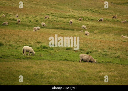 Schafe Essen grass Stockfoto