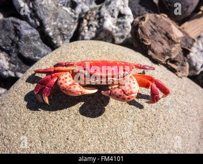 Rote Krabbe auf Felsen Stockfoto