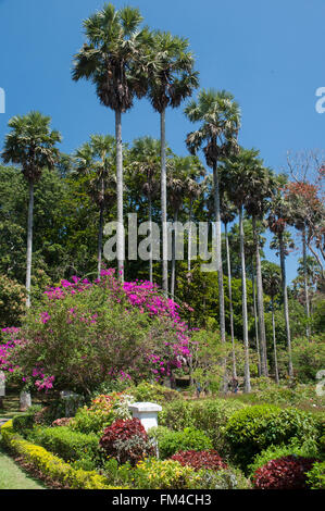 Königliche Botanische Gärten, Peradeniya, Sri Lanka Stockfoto