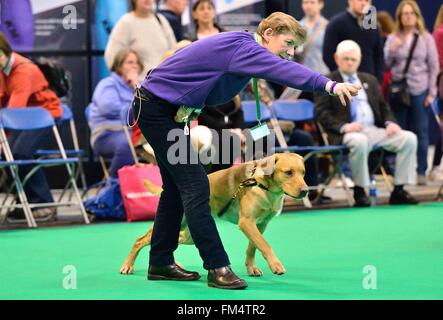 Birmingham, Großbritannien. 10. März 2016. Ein Hundeführer ist während einer Gehorsam-Klasse bei der Crufts Dog Show in Birmingham, Großbritannien, 10. März 2016 mit einem Hund auf dem Boden zeigen. Die jährliche viertägige Veranstaltung, eröffnet am Donnerstag, ist eines der größten in der Welt. Bildnachweis: Ray Tang/Xinhua/Alamy Live-Nachrichten Stockfoto