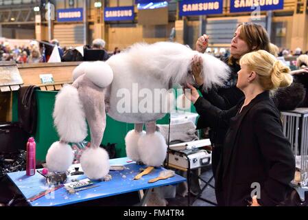 Birmingham, Großbritannien. 10. März 2016. Ein Pudelhund ist vor einem Wettkampf bei der Crufts Dog Show in Birmingham, Großbritannien, 10. März 2016 präpariert. Die jährliche viertägige Veranstaltung, eröffnet am Donnerstag, ist eines der größten in der Welt. Bildnachweis: Ray Tang/Xinhua/Alamy Live-Nachrichten Stockfoto