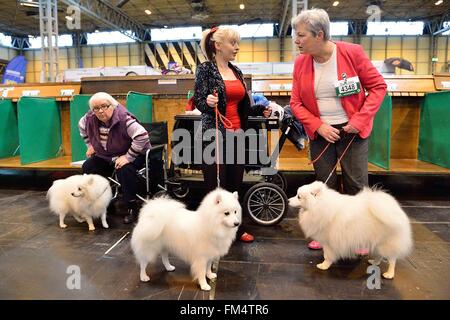 Birmingham, Großbritannien. 10. März 2016. Hundebesitzer halten ihre japanischen Spitz Hunde vor einem Wettkampf bei der Crufts Dog Show in Birmingham, Großbritannien, 10. März 2016. Die jährliche viertägige Veranstaltung, eröffnet am Donnerstag, ist eines der größten in der Welt. Bildnachweis: Ray Tang/Xinhua/Alamy Live-Nachrichten Stockfoto