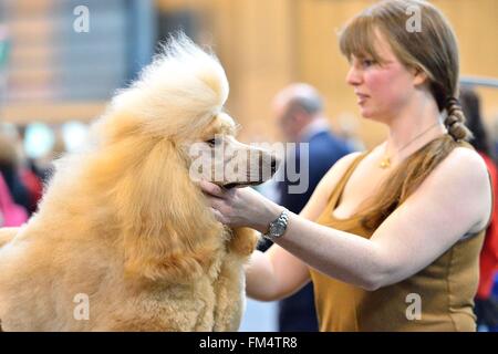 Birmingham, Großbritannien. 10. März 2016. Ein Pudelhund ist vor einem Wettkampf bei der Crufts Dog Show in Birmingham, Großbritannien, 10. März 2016 präpariert werden. Die jährliche viertägige Veranstaltung, eröffnet am Donnerstag, ist eines der größten in der Welt. Bildnachweis: Ray Tang/Xinhua/Alamy Live-Nachrichten Stockfoto