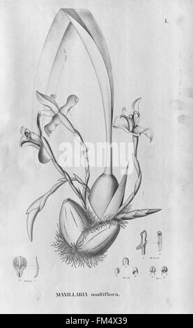 Flora Brasiliensis, Enumeratio Plantarum in Brasilia Hactenus Detectarum (Tab. 1) Stockfoto