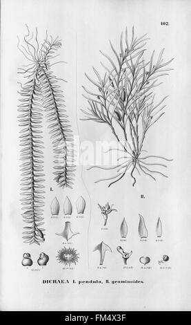 Flora Brasiliensis, Enumeratio Plantarum in Brasilia Hactenus Detectarum (Tab. 102) Stockfoto