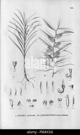 Flora Brasiliensis, Enumeratio Plantarum in Brasilia Hactenus Detectarum (Tab. 103) Stockfoto