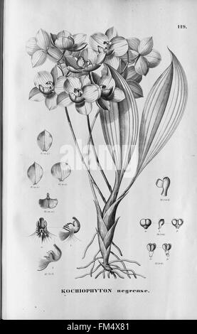 Flora Brasiliensis, Enumeratio Plantarum in Brasilia Hactenus Detectarum (Tab. 119) Stockfoto