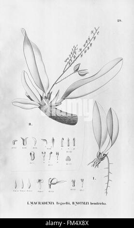 Flora Brasiliensis, Enumeratio Plantarum in Brasilia Hactenus Detectarum (Tab. 29) Stockfoto