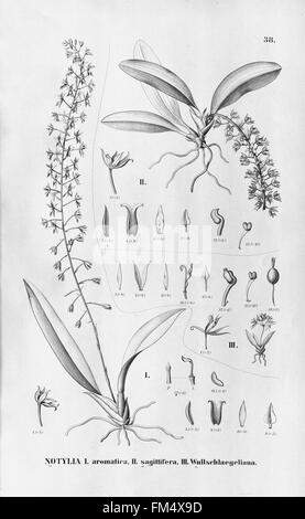Flora Brasiliensis, Enumeratio Plantarum in Brasilia Hactenus Detectarum (Tab. 38) Stockfoto