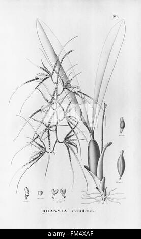 Flora Brasiliensis, Enumeratio Plantarum in Brasilia Hactenus Detectarum (Tab. 58) Stockfoto