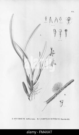 Flora Brasiliensis, Enumeratio Plantarum in Brasilia Hactenus Detectarum (Tab. 64) Stockfoto