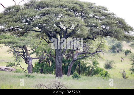 Leopard in Akazie Stockfoto