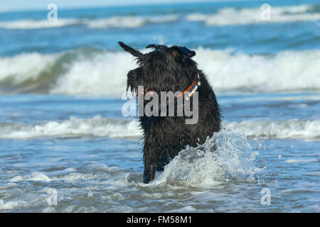 Große schwarze Schnauzer Hund stehend in die Wellen des Ozeans an der Küste Stockfoto