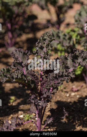 Scharlachrote Kale, Brassica Oleracea, wächst in einen Bio-Garten auf einer Farm in Los Angeles, Kalifornien, USA. Stockfoto